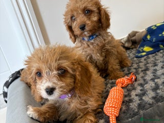 Cavapoo dogs - Advert 3