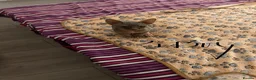 Sphynx cats for sale: Kitten - Advert 23