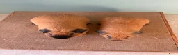 Guinea Pig rodents for sale: Male Cali pair and Female Dal pair - Advert 4