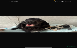 Cocker Spaniel dogs for sale: Kc Tri colour show cockers  - Image 2