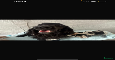 Cocker Spaniel dogs - Advert 16