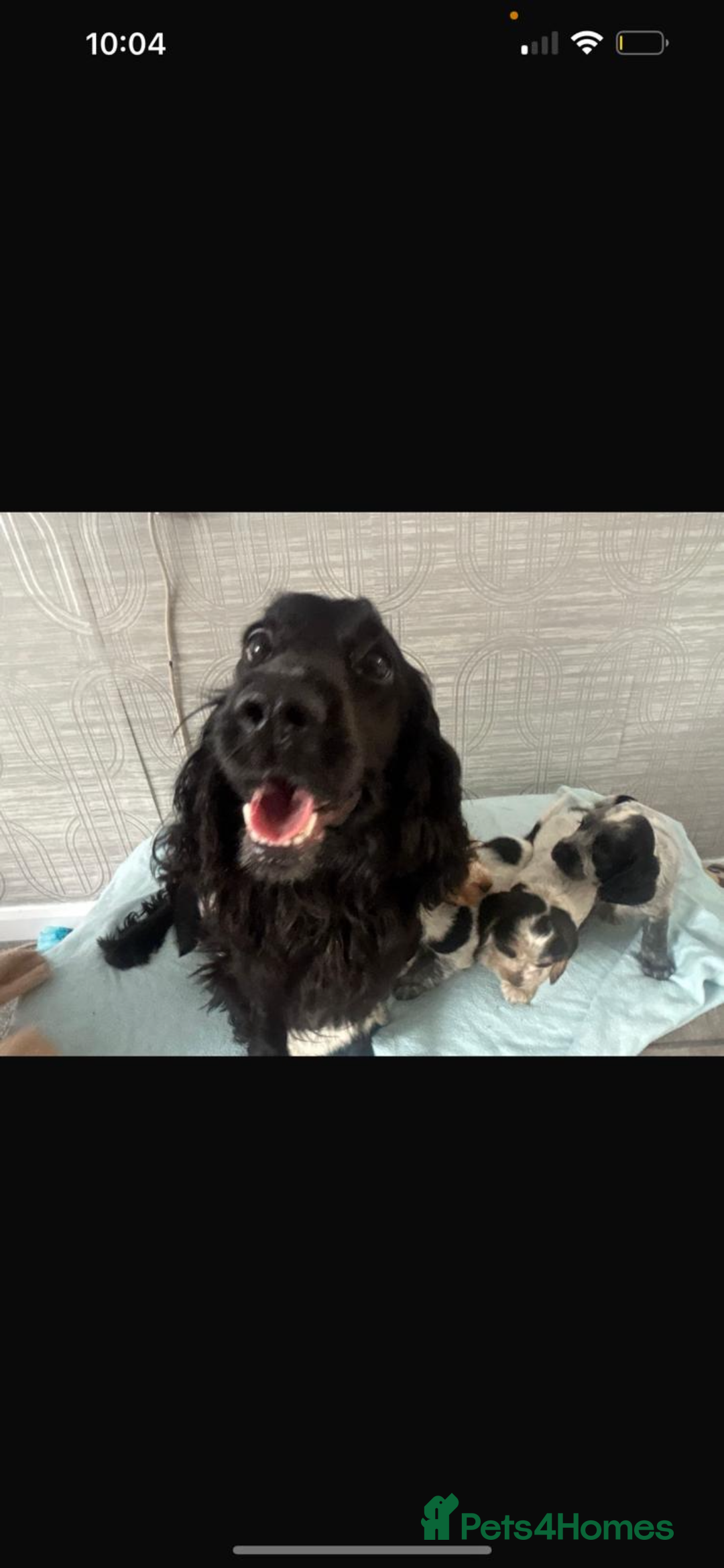 Cocker Spaniel dogs for sale: Kc Tri colour show cockers  - Image 2