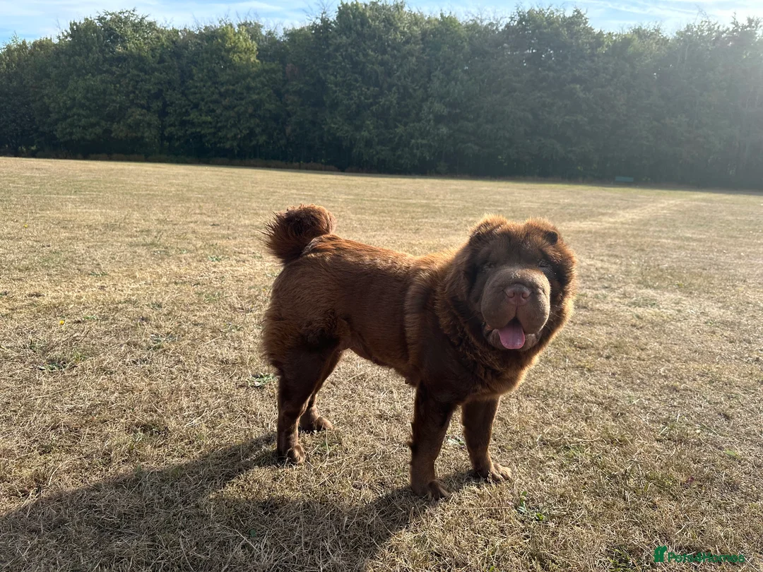 Shar Pei dogs for sale: Top quality choc and tan bear coat sharpies - Advert 13