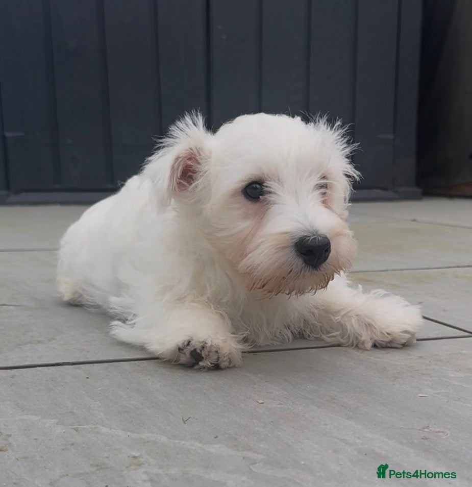 West Highland Terrier dogs Beautiful westie male available  - Advert 1