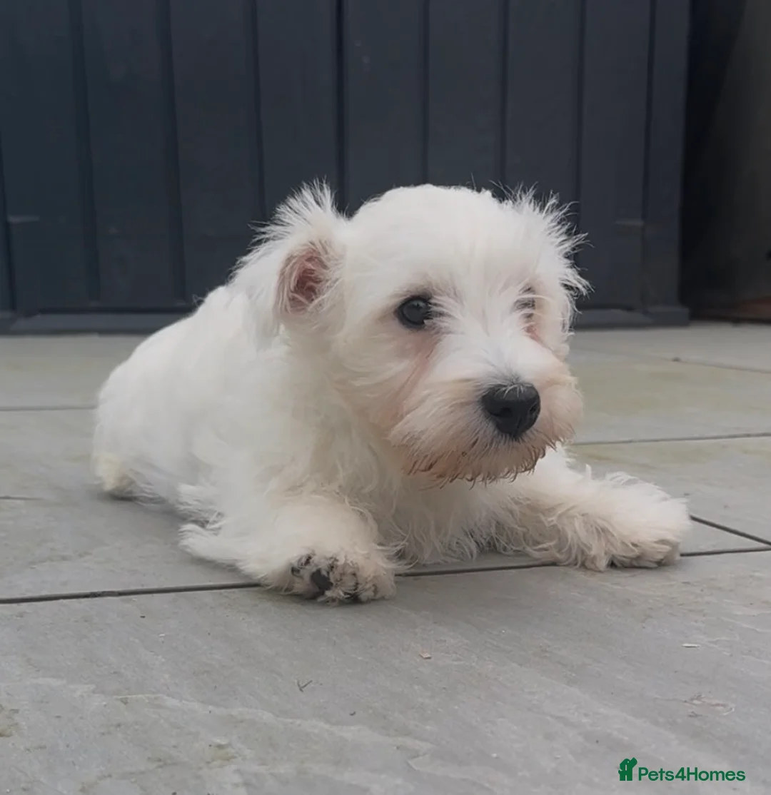West Highland Terrier dogs for sale: Beautiful westie male available  - Advert 1
