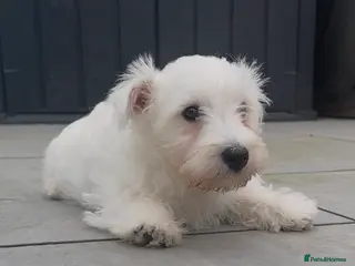West Highland Terrier dogs Beautiful westie male available - Advert 1
