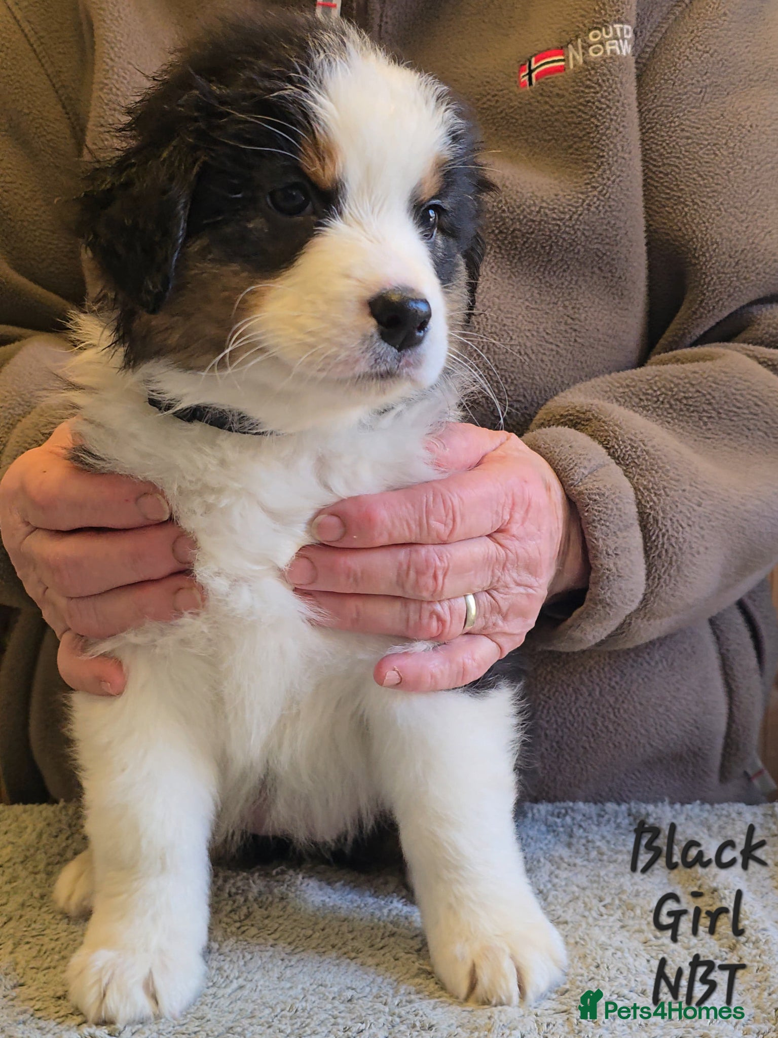 Australian Shepherd dogs Top Quality Australian Shepherd Pups  - Advert 2