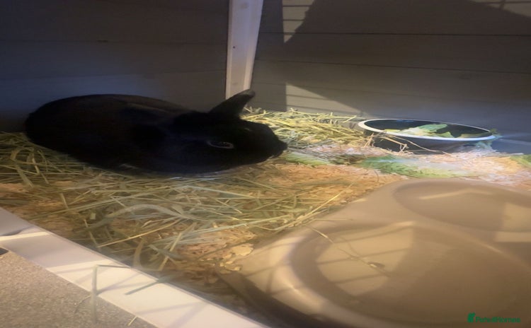 Dwarf Lop rabbits - Advert 1