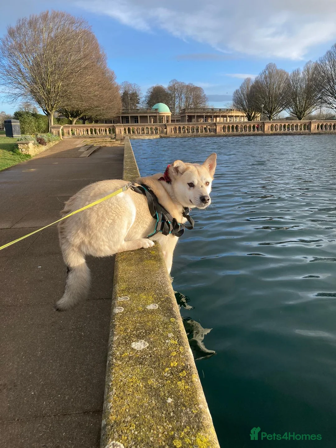 Mixed Breed dogs for adoption: Handsome Fivos Huskey X Shepherd in Norwich - Advert 19