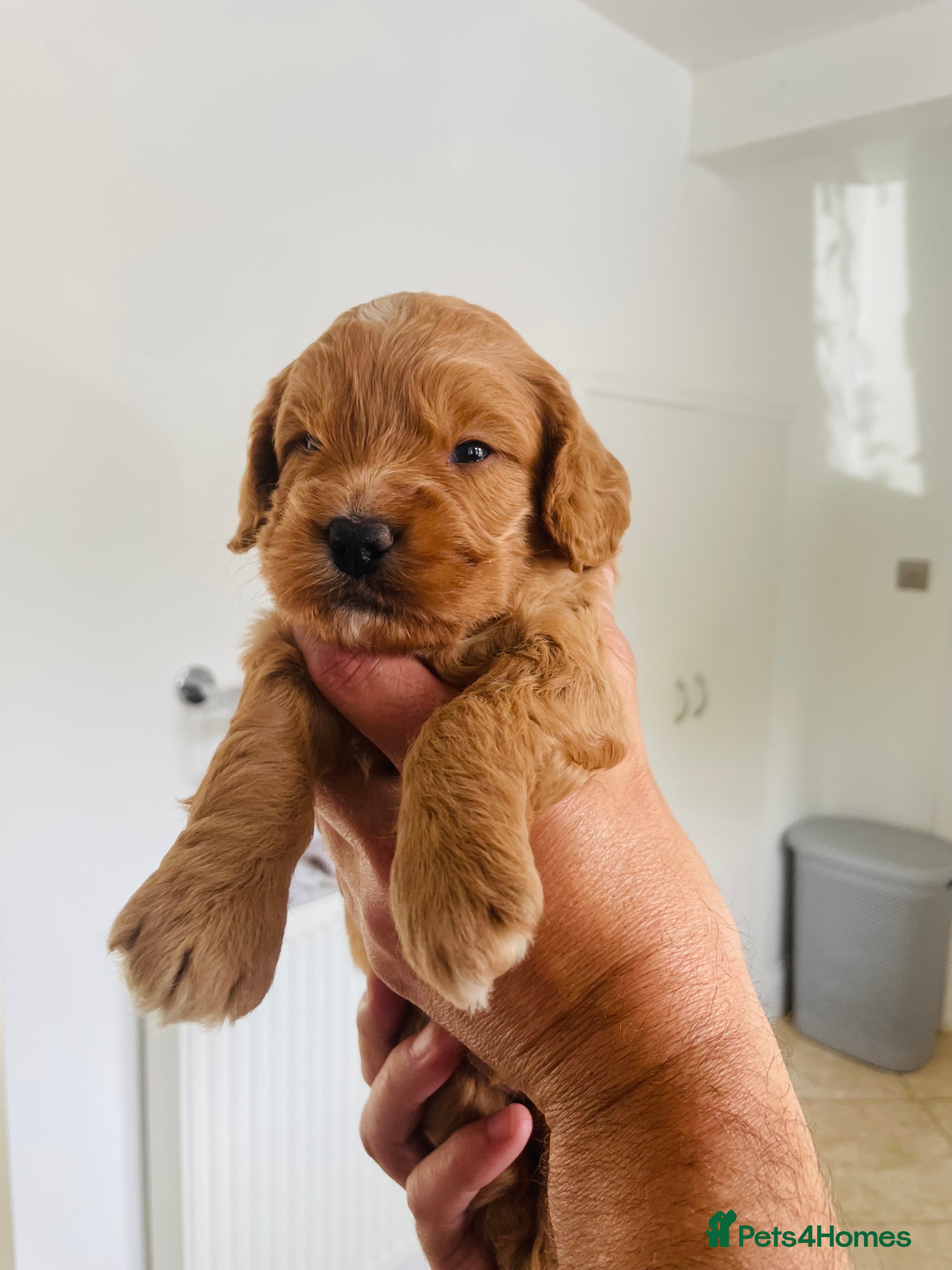 Cockapoo dogs Adorable Cockapoo Puppies - Advert 2