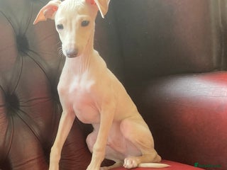 Italian Greyhound dogs ITALIAN GREYHOUND PUPPIES - Advert 14