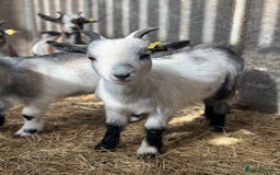 Goats livestock for sale: Hilarious friendly baby Pygmy kids for sale  - Image 3