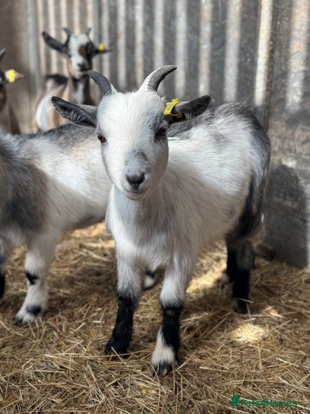 Goats livestock for sale: Hilarious friendly baby Pygmy kids for sale  - Image 3