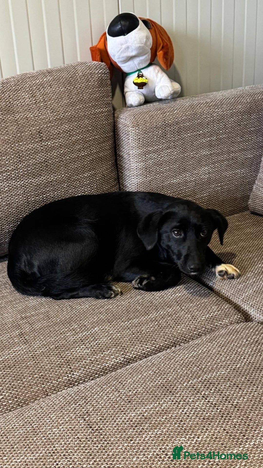 Mixed Breed dogs for adoption: Pretty little Barbie looking for love - Advert 9