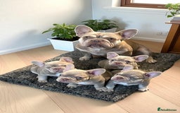 French Bulldog dogs for sale: Top Quality French Bulldog Puppies  - Image 6