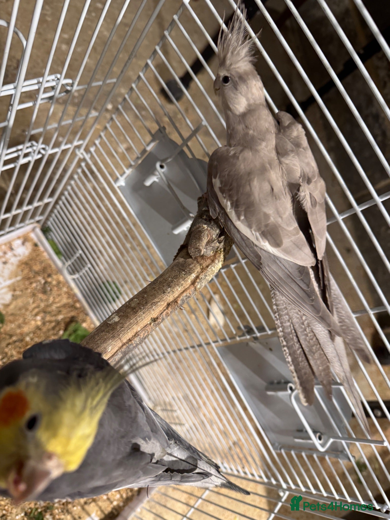Cockatiels birds Cockatiel  Pair and cage for Sale - Advert 1