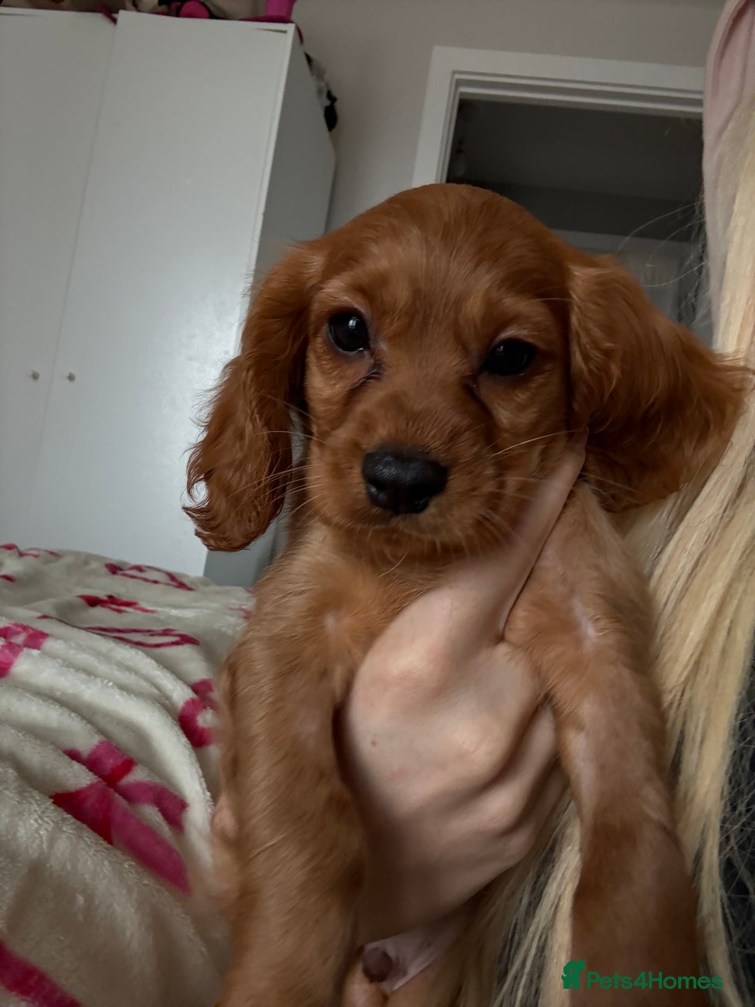 Cockalier dogs for sale: Cockalier puppies ready on the 8th October - Image 14