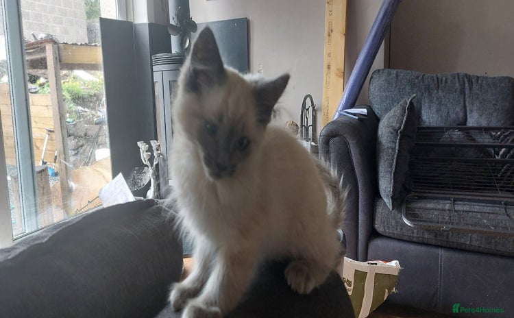 Ragdoll cats in Biggar - Advert 4