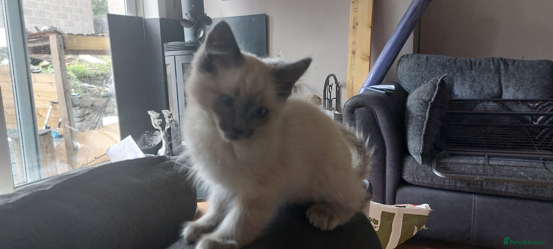 Ragdoll cats for sale: Ragdolls ready for forever homes 😻 2 males left  in Biggar - Image 1