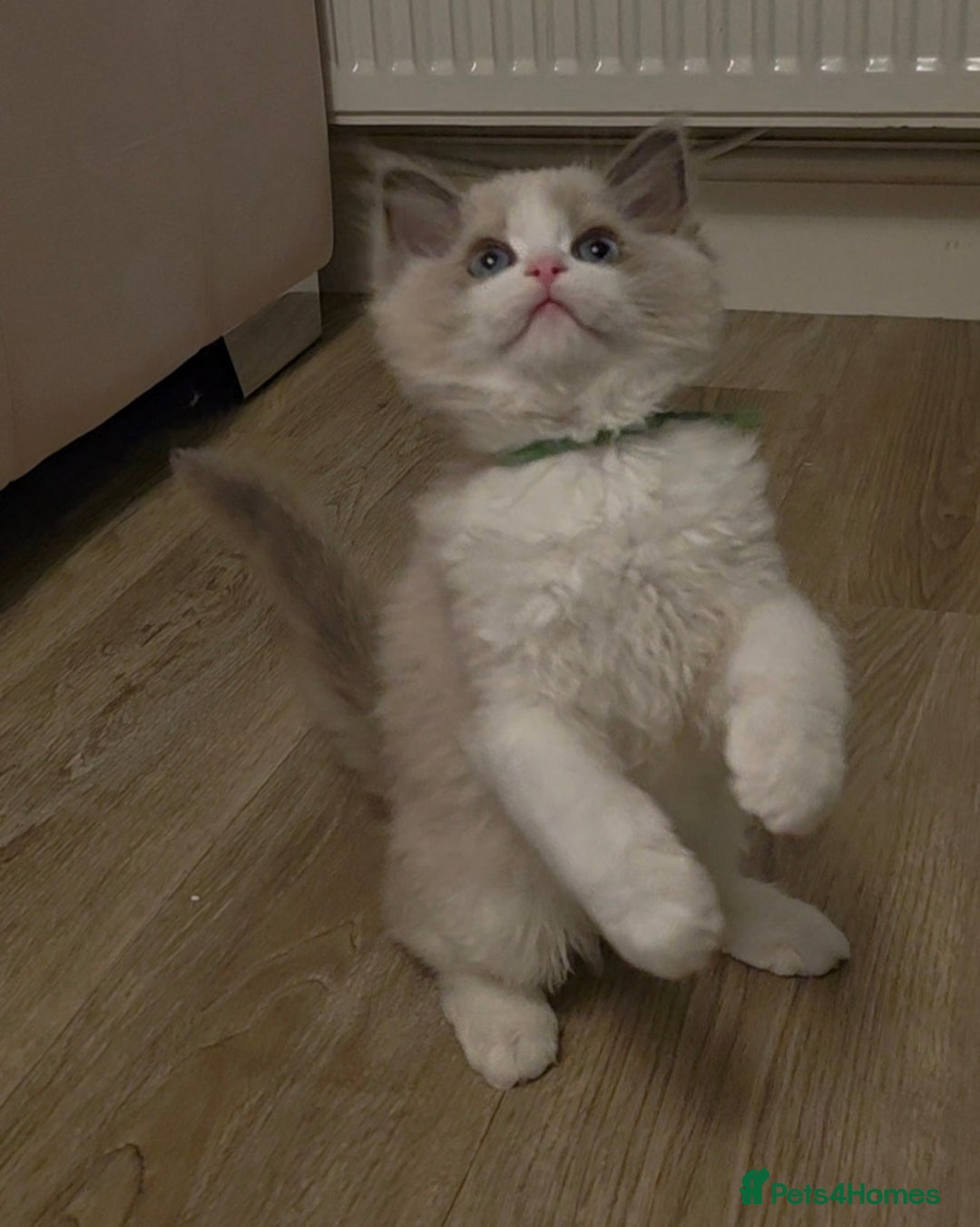 Ragdoll cats for sale: READY TO LEAVE 😻 tica registered Ragdoll Kitten   - Advert 3