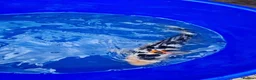 Koi Carp fish for sale: Koi carp - Advert 21