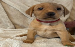 Labrador Retriever dogs for sale: KC REG FOX RED LABRADOR PUPPIES - Image 4