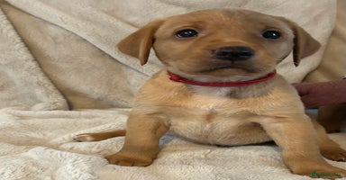Labrador Retriever dogs - Advert 11