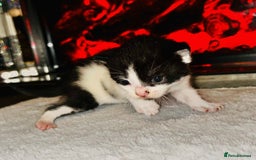 Domestic Shorthair cats for sale: Adorable Kittens! 🐾 - Image 3