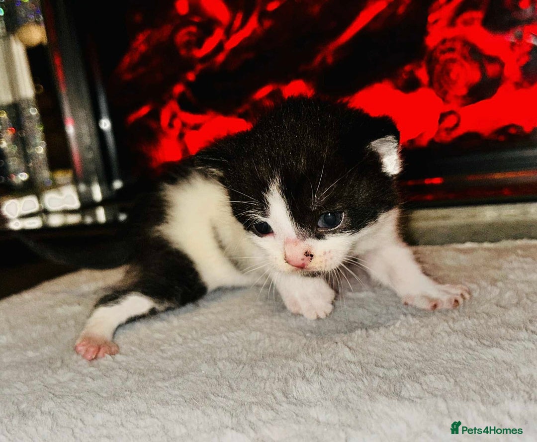 Domestic Shorthair cats for sale: Adorable Kittens! 🐾 - Image 3