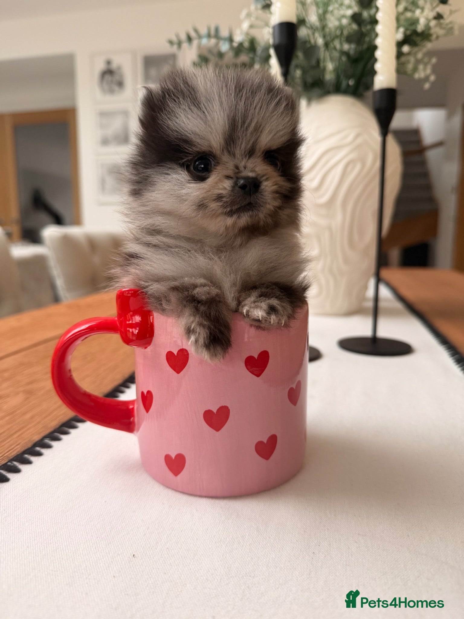 Pomeranian dogs XXS teacup pomeranians Merle  - Advert 1