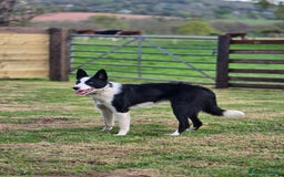 Border Collie dogs for sale: Half trained female Border collie - Image 3