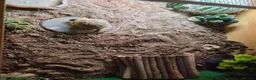 Tortoise reptiles for sale: Horsfield tortoise and full set up - Advert 8