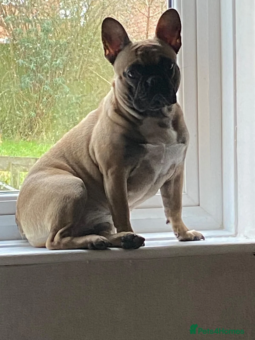 French Bulldog dogs for sale: French bull dog  - Advert 1