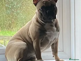 French Bulldog dogs French bull dog - Advert 17