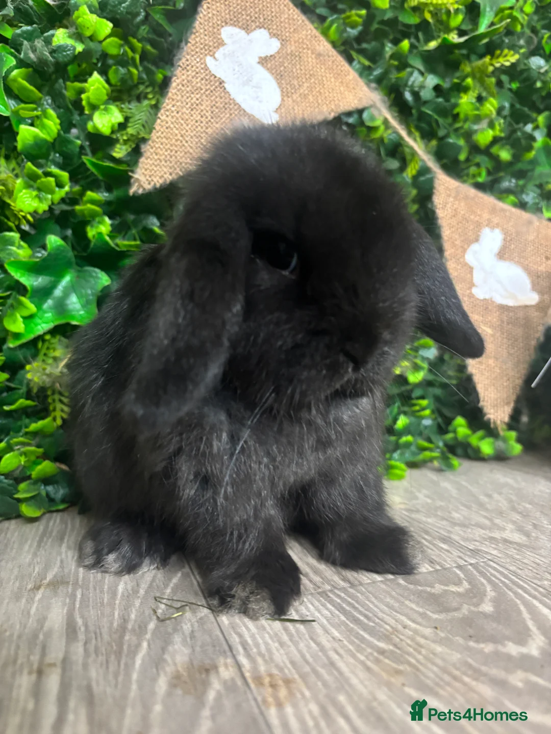 Mini Lop rabbits for sale: BEAUTIFUL BABY MINI LOP BUNNIES  - Advert 4