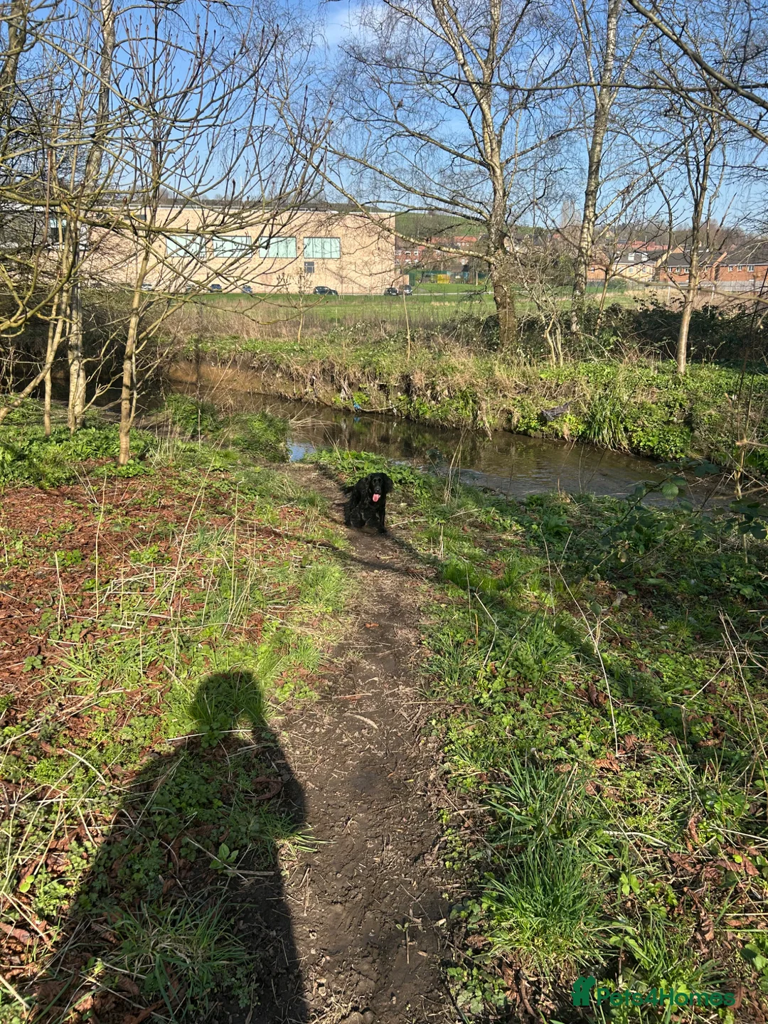 Cocker Spaniel dogs for sale: Working cocker spaniel  in Liversedge - Advert 1