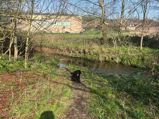 Cocker Spaniel dogs Working cocker spaniel - Advert 1