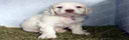 Clumber Spaniel dogs for sale: Pedigree KC Clumber Spaniel Puppies - Advert 13