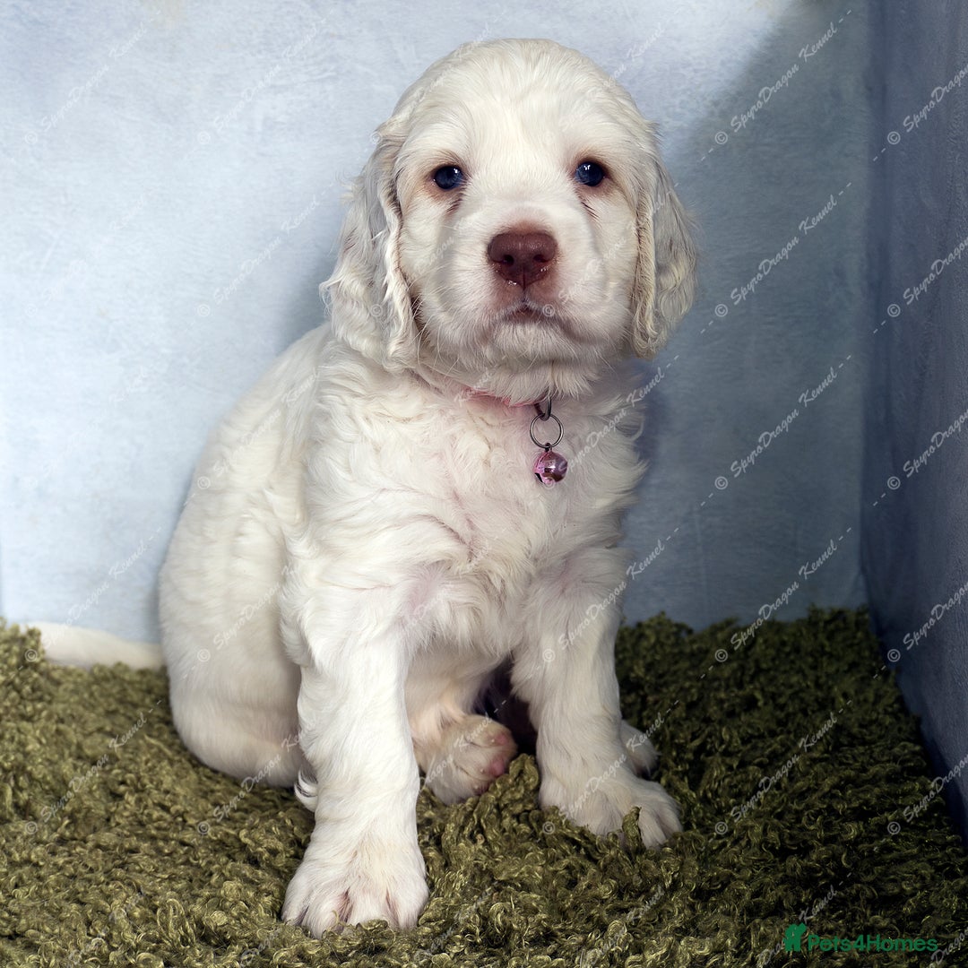 Clumber Spaniel dogs for sale: Pedigree KC Clumber Spaniel Puppies - Advert 13