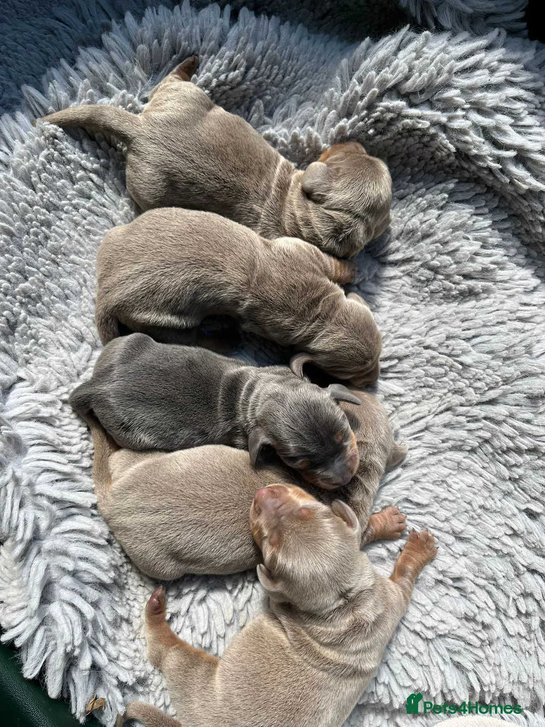 Miniature Dachshund dogs for stud: KC reg Isabella & Tan Stud! Free ovulation test in Stockton-on-Tees - Advert 13