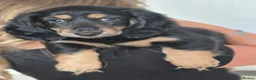 Miniature Dachshund dogs for sale: Long haired miniature dachshund puppy’s  - Advert 8