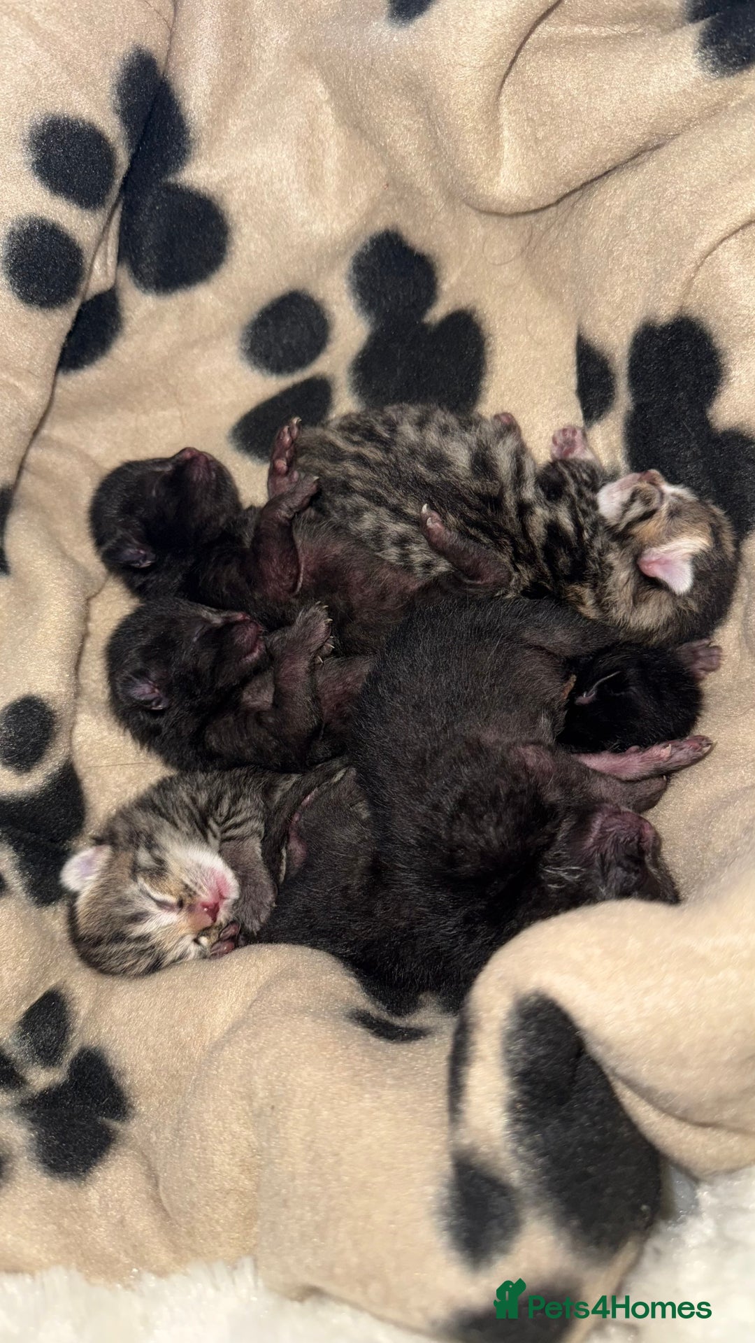British Shorthair cats for sale: Black male kittens  - Image 1