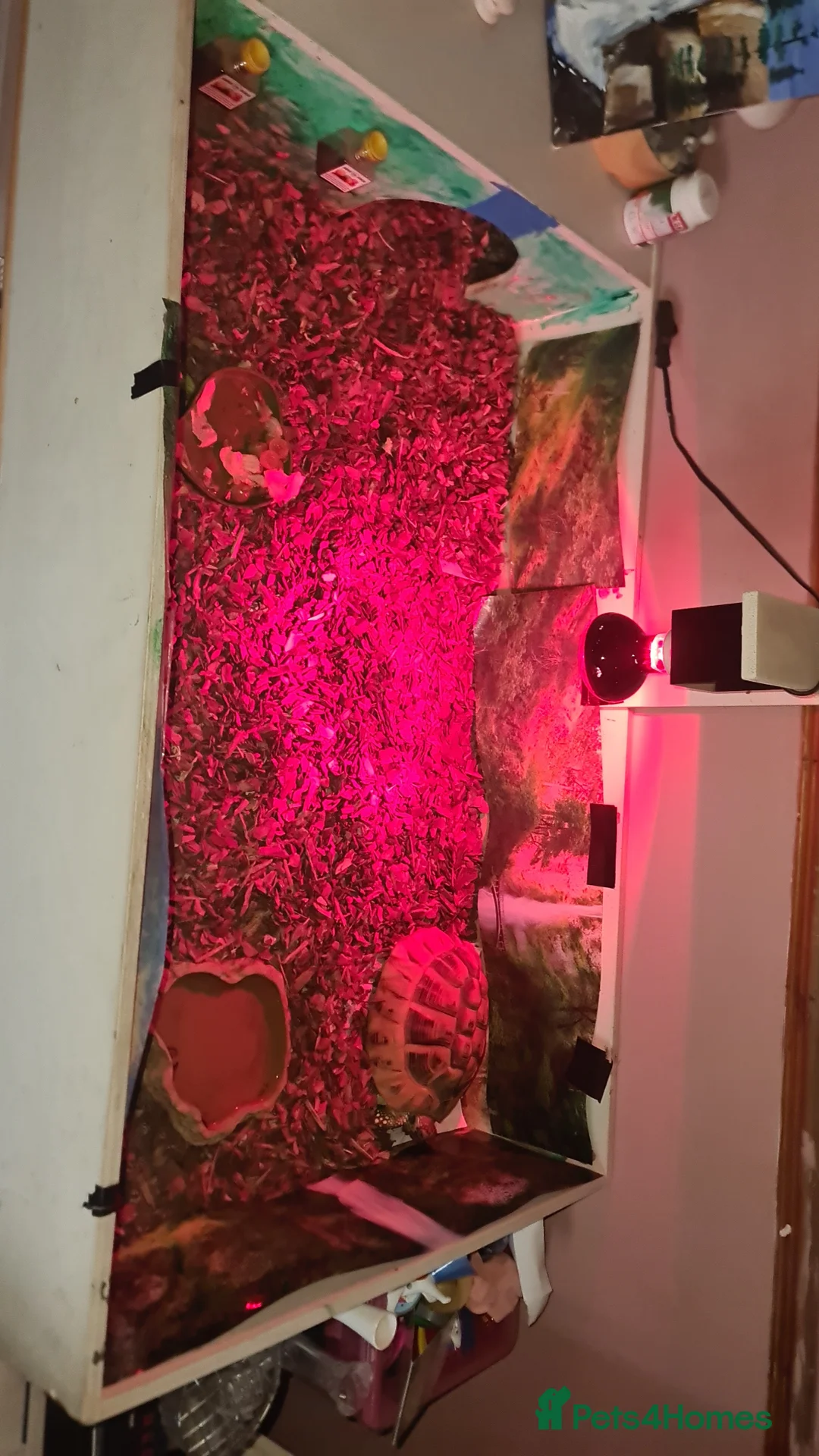 Hermann Tortoise reptiles for sale: Hermann Tortoise  in Chester - Advert 3