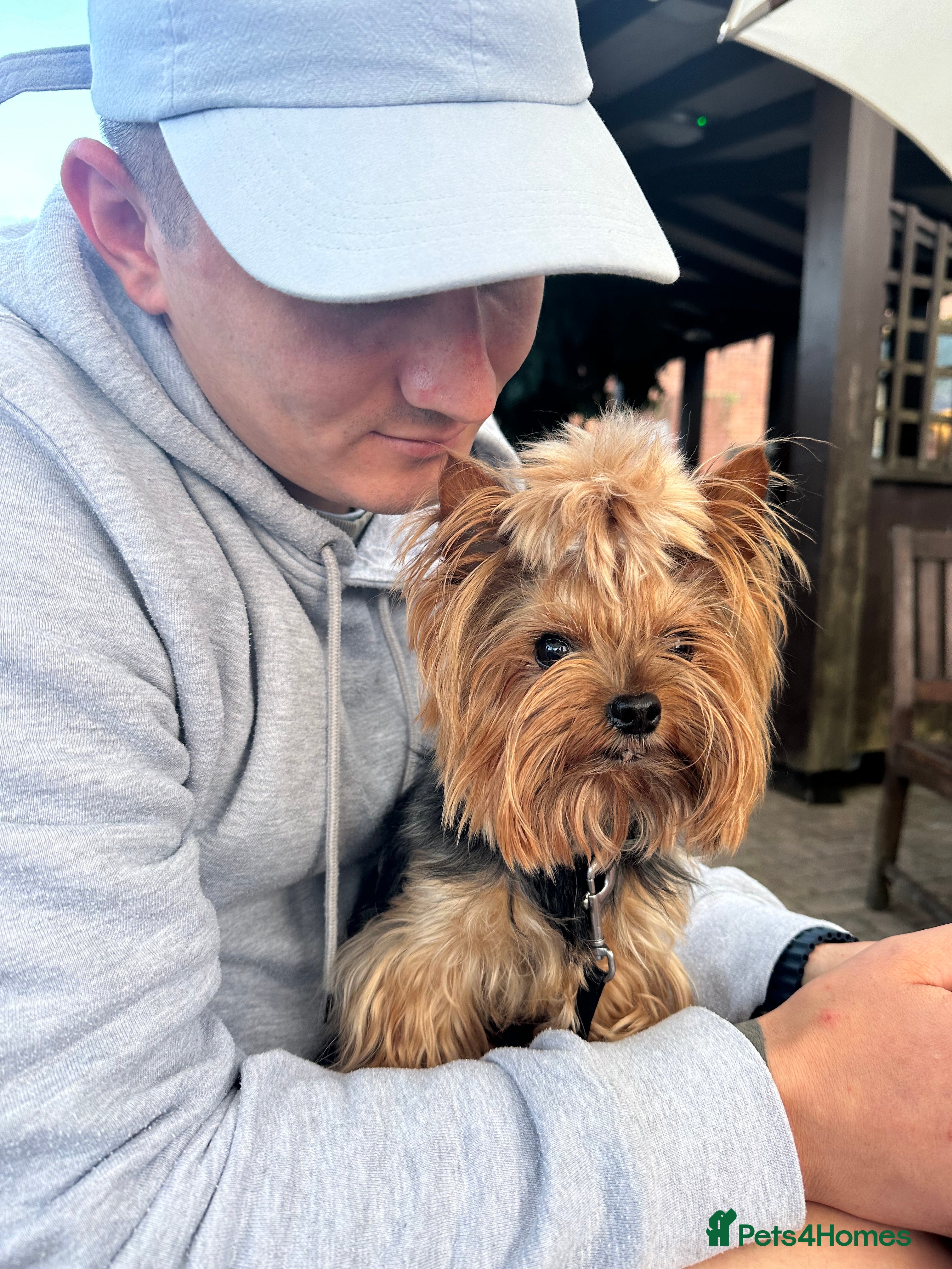 Yorkshire Terrier dogs for stud: 1.9kg Miniature Yorkie boy for stud BOSTON - Advert 2