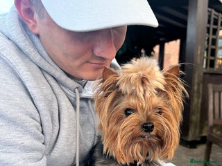 Yorkshire Terrier dogs in Leicester - Advert 20