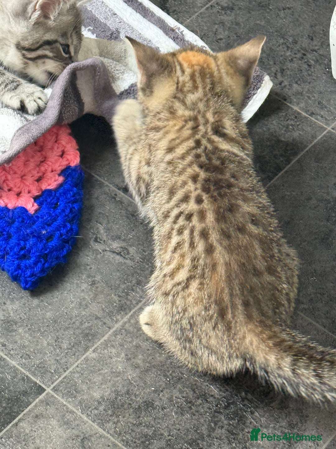 British Shorthair cats for sale: Golden tabby girl  - Image 4