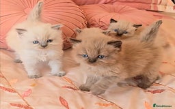 Persian cats for sale: Pedigree Persian Himilayan kittens - Image 1