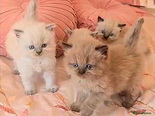 Persian cats - Advert 17