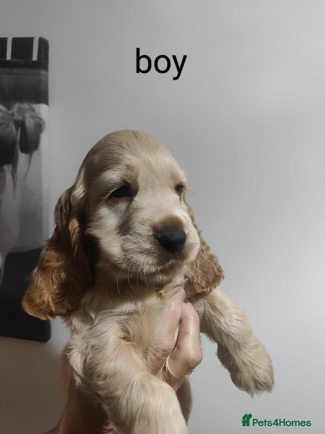 Cocker Spaniel dogs for sale: 1 boy show type cocker spaniel puppy left!!! - Advert 5