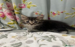 Mixed Breed cats for sale: 3 Male kittens for sale  - Image 5